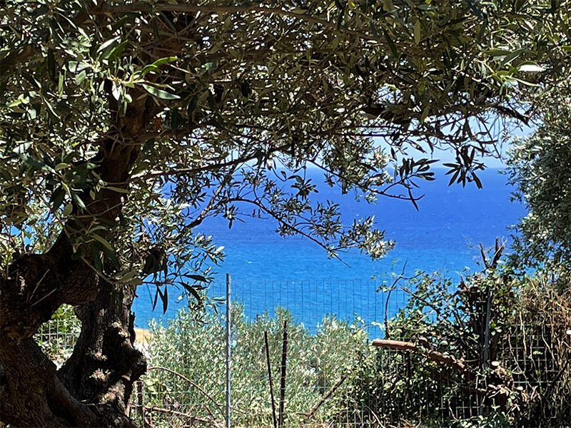 Παράταση στην Προθεσμία Καθαρισμού Οικοπέδων